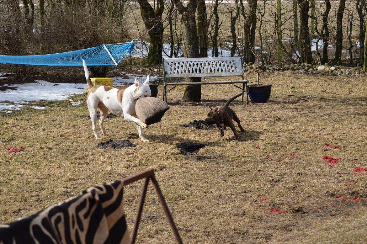 Staffordshire bull terrier Odin billede 6