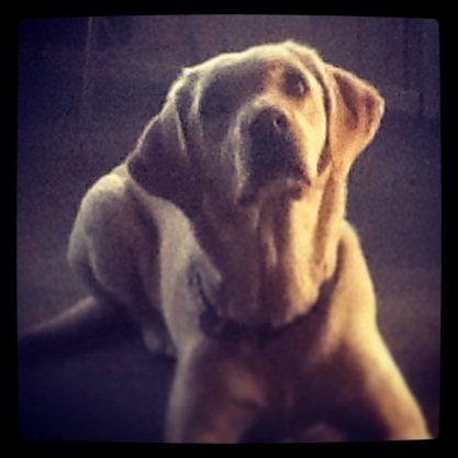 Labrador retriever Fie billede 13