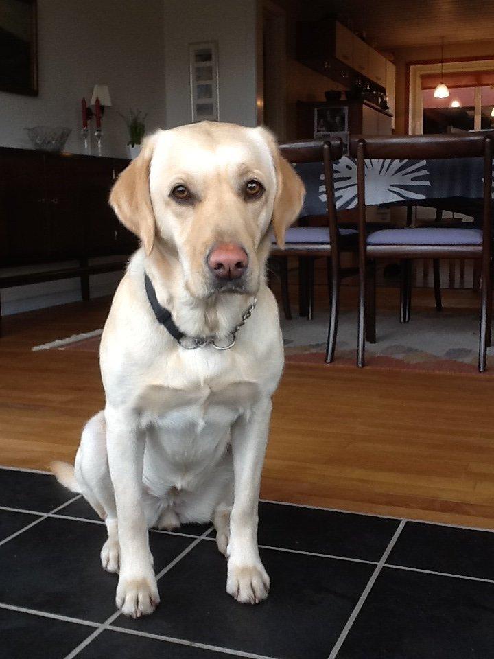 Labrador retriever Fie billede 14