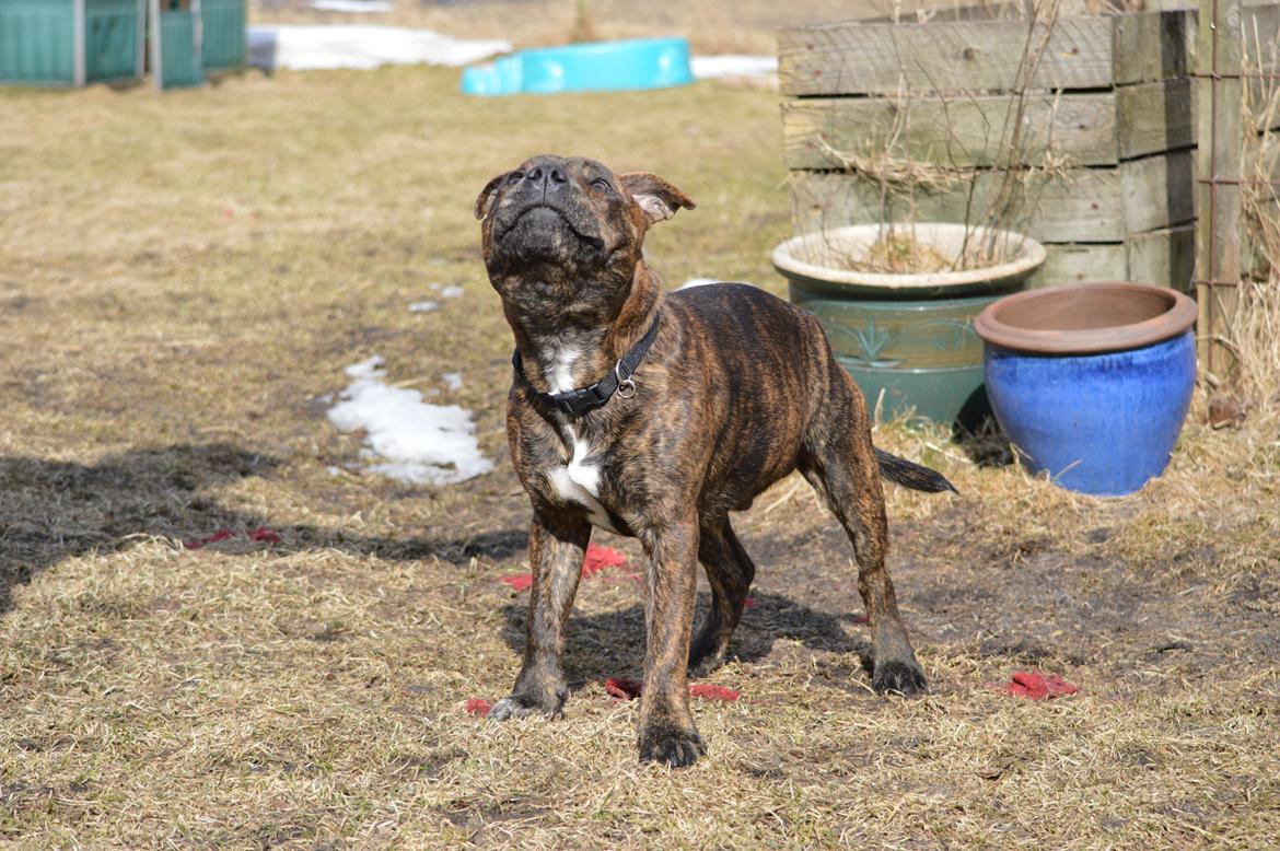 Staffordshire bull terrier Odin billede 10