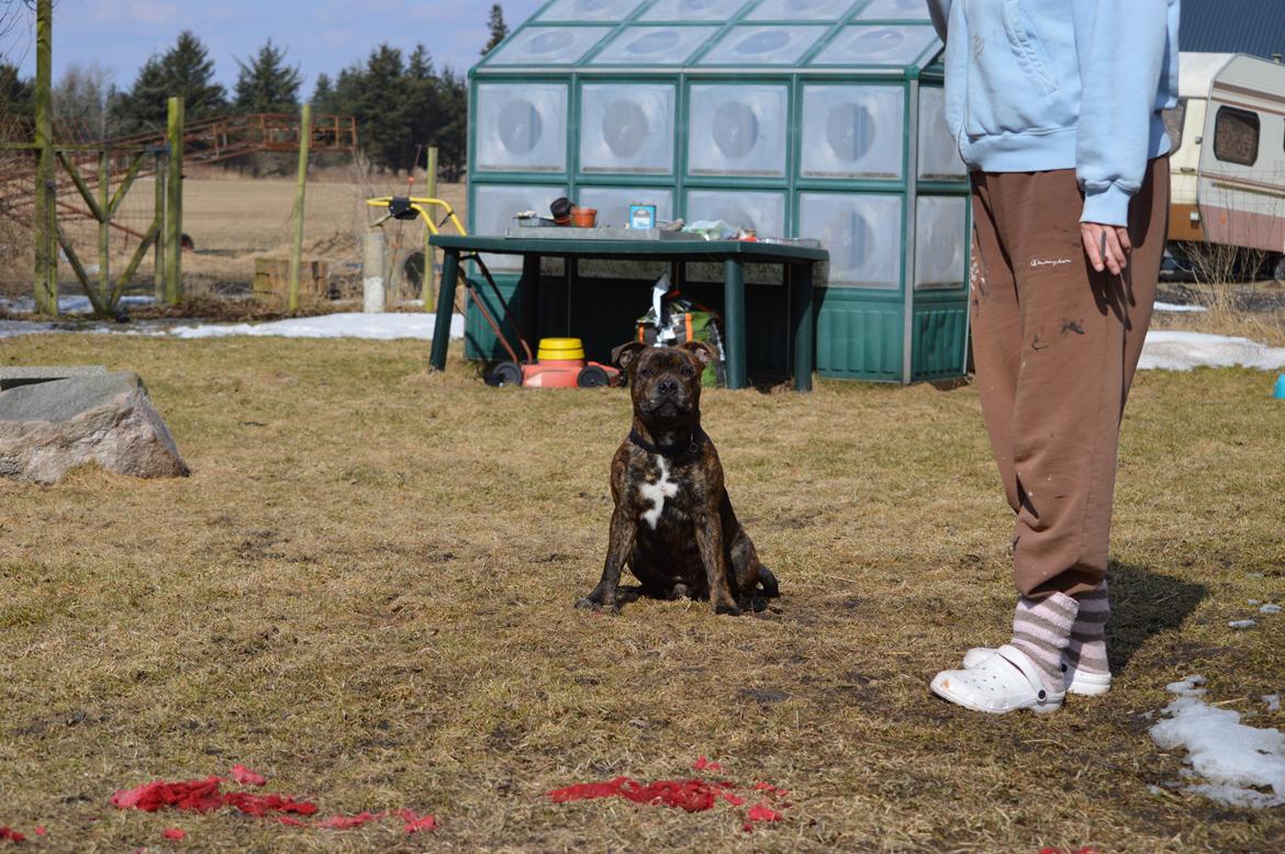 Staffordshire bull terrier Odin billede 12