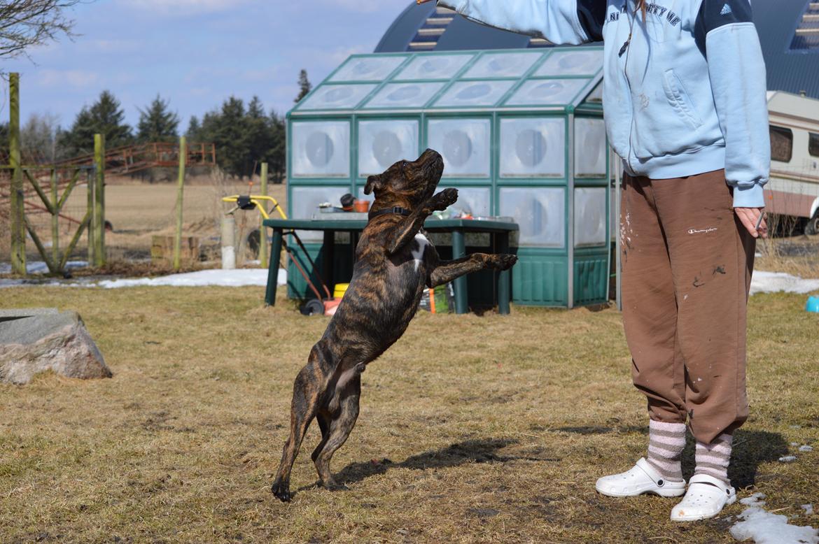 Staffordshire bull terrier Odin billede 13