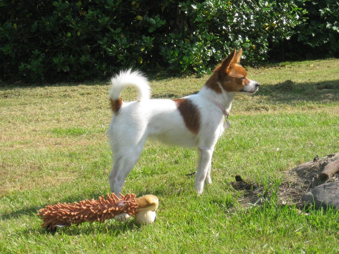 Blanding af racer Poe billede 5