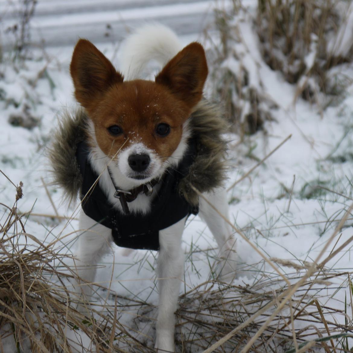 Blanding af racer Poe billede 9