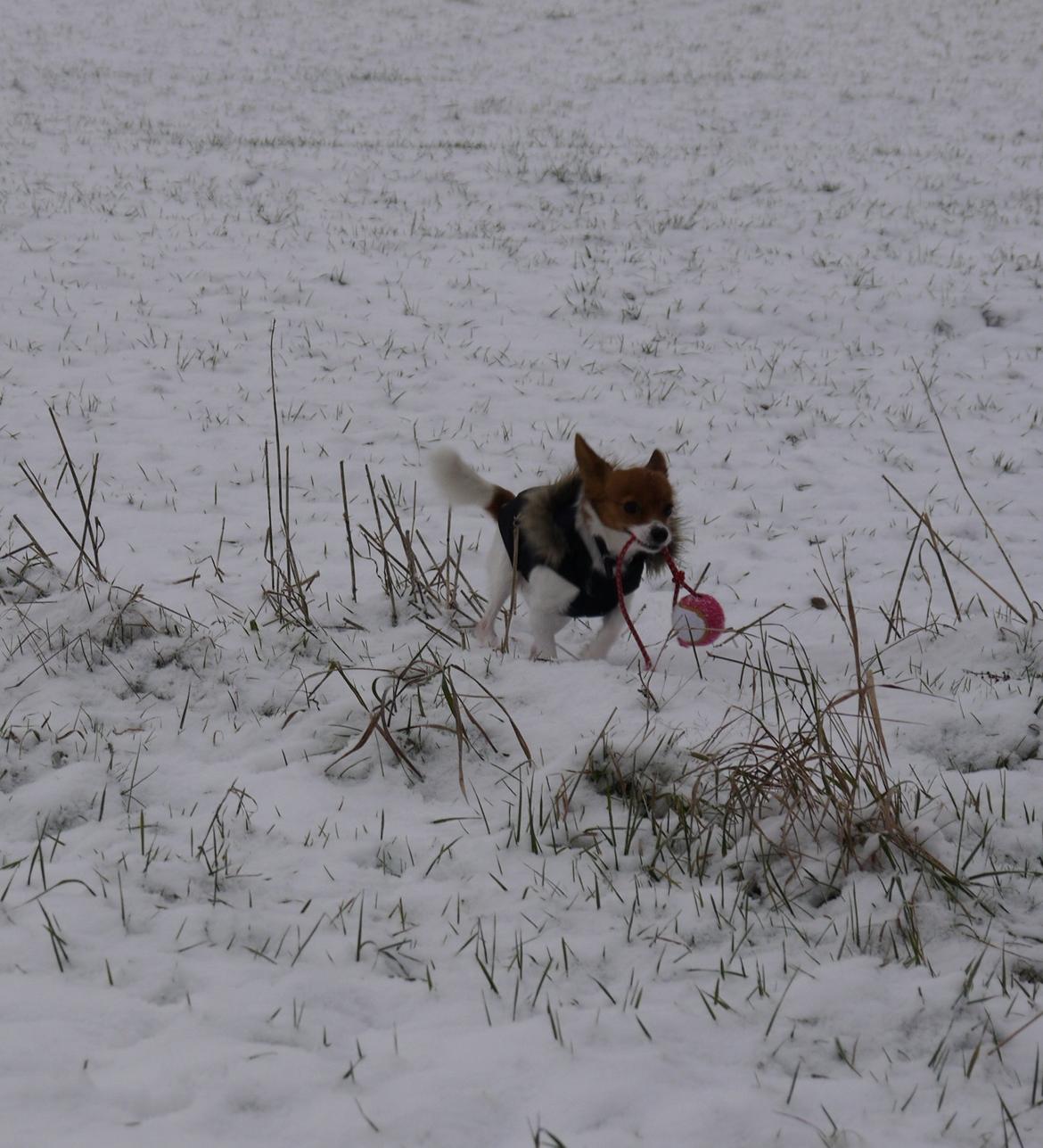 Blanding af racer Poe billede 34