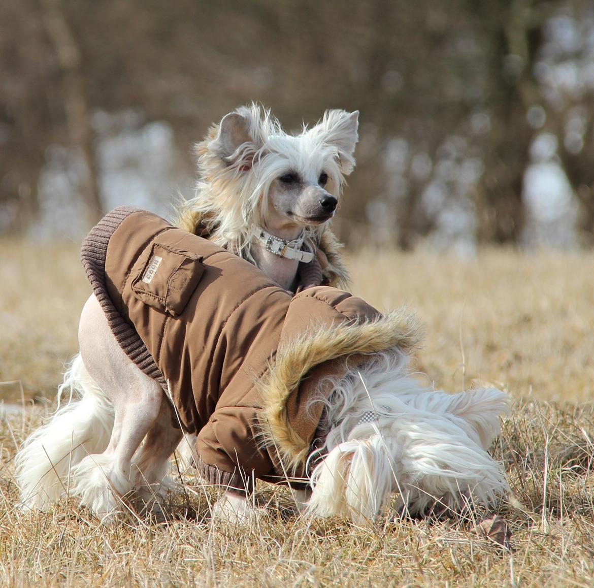 Chinese crested hårløs * STELLA* billede 8