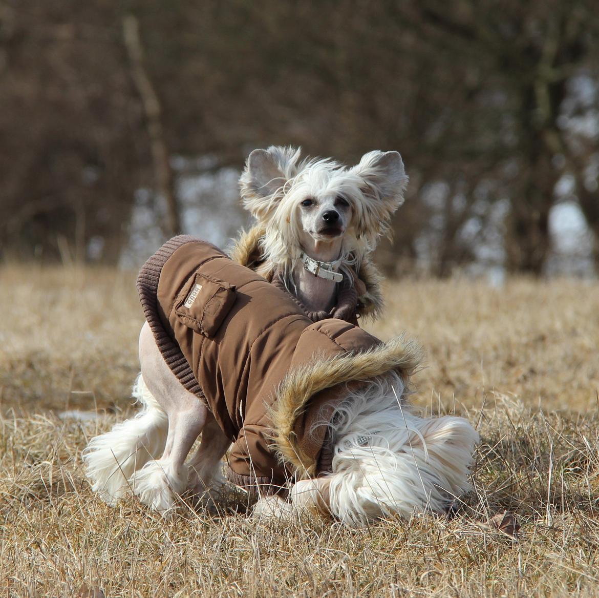 Chinese crested hårløs * STELLA* billede 12