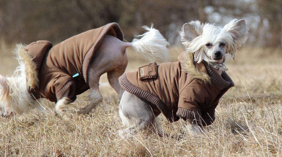 Chinese crested hårløs * STELLA* billede 11