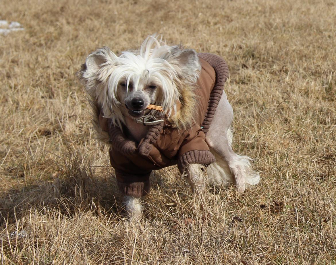 Chinese crested hårløs * STELLA* billede 7