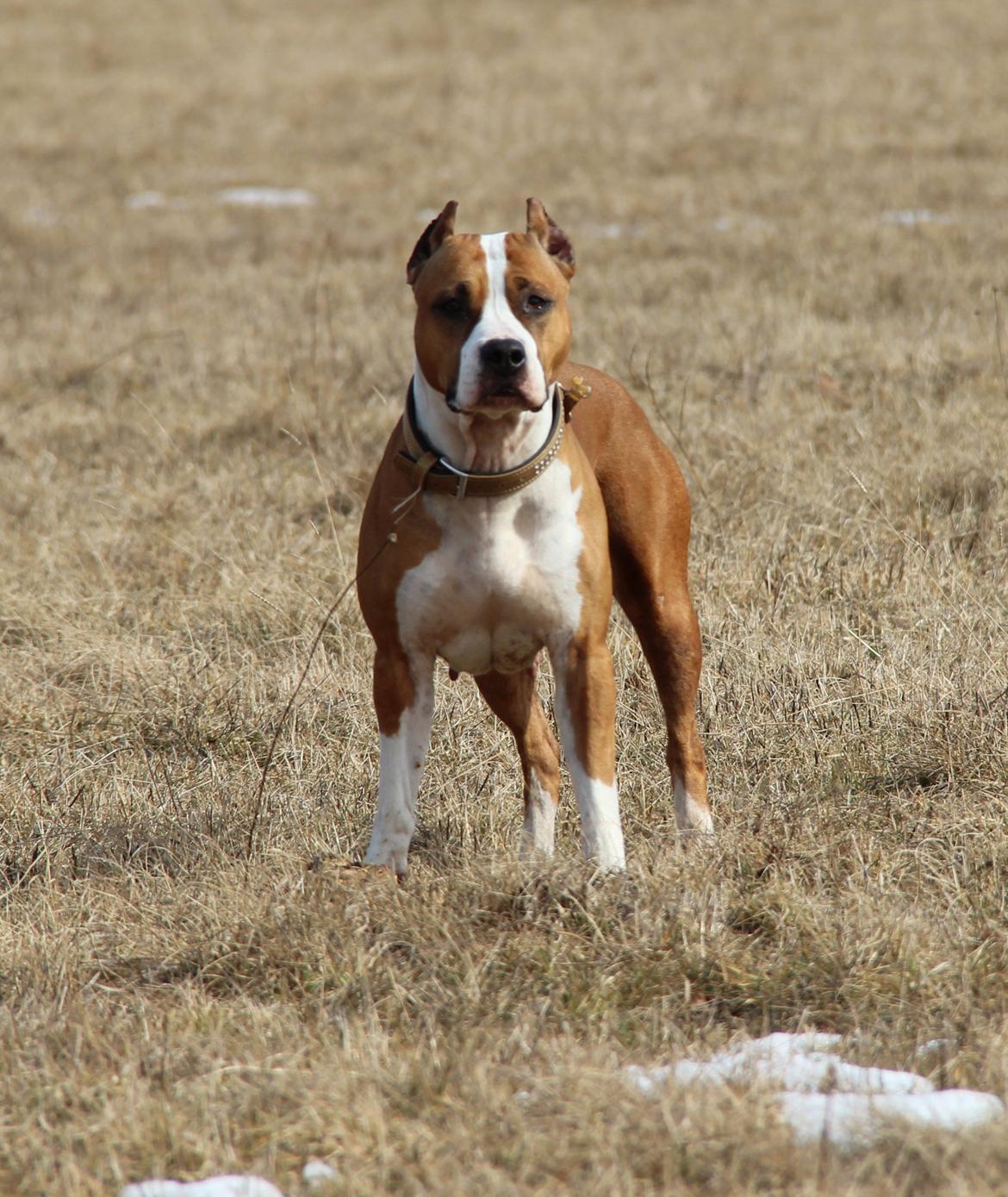Amerikansk staffordshire terrier *SHADIE* billede 1
