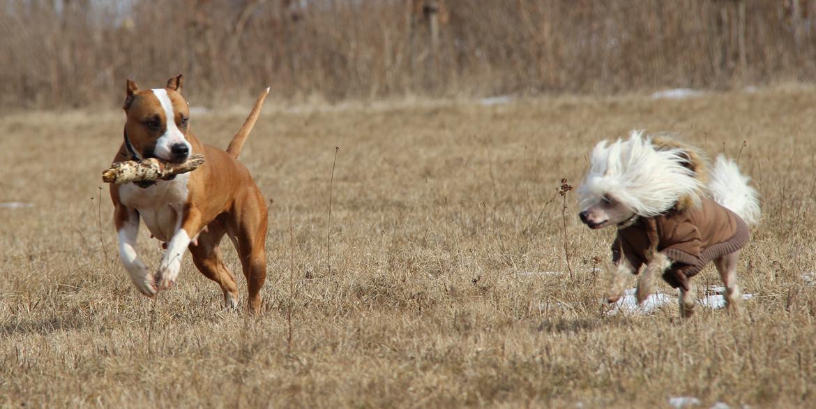 Amerikansk staffordshire terrier *SHADIE* billede 2