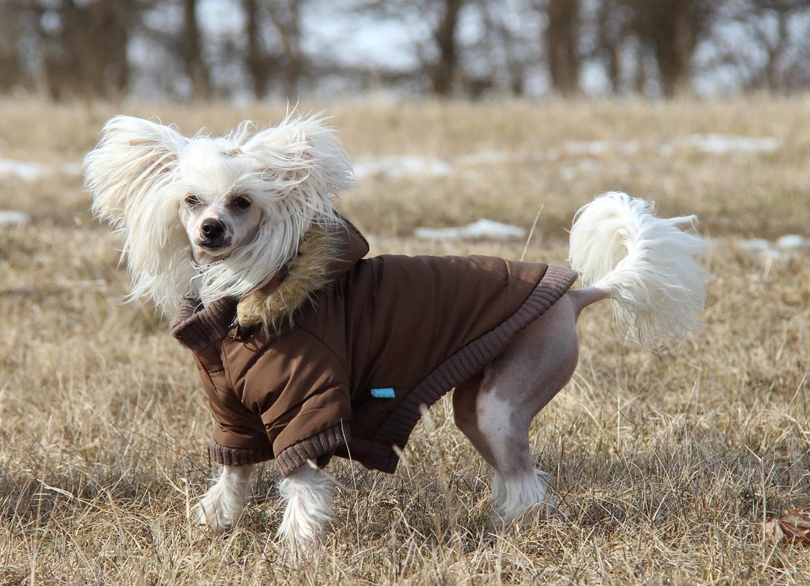 Chinese crested hårløs *GARBO* - 12 mdr billede 5