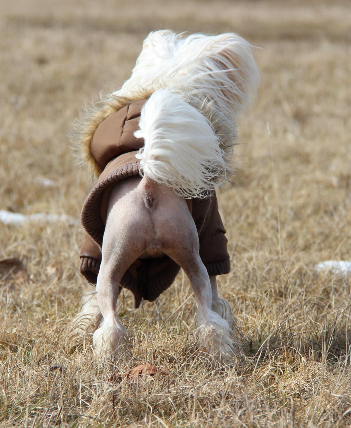 Chinese crested hårløs *GARBO* - 12 mdr billede 6