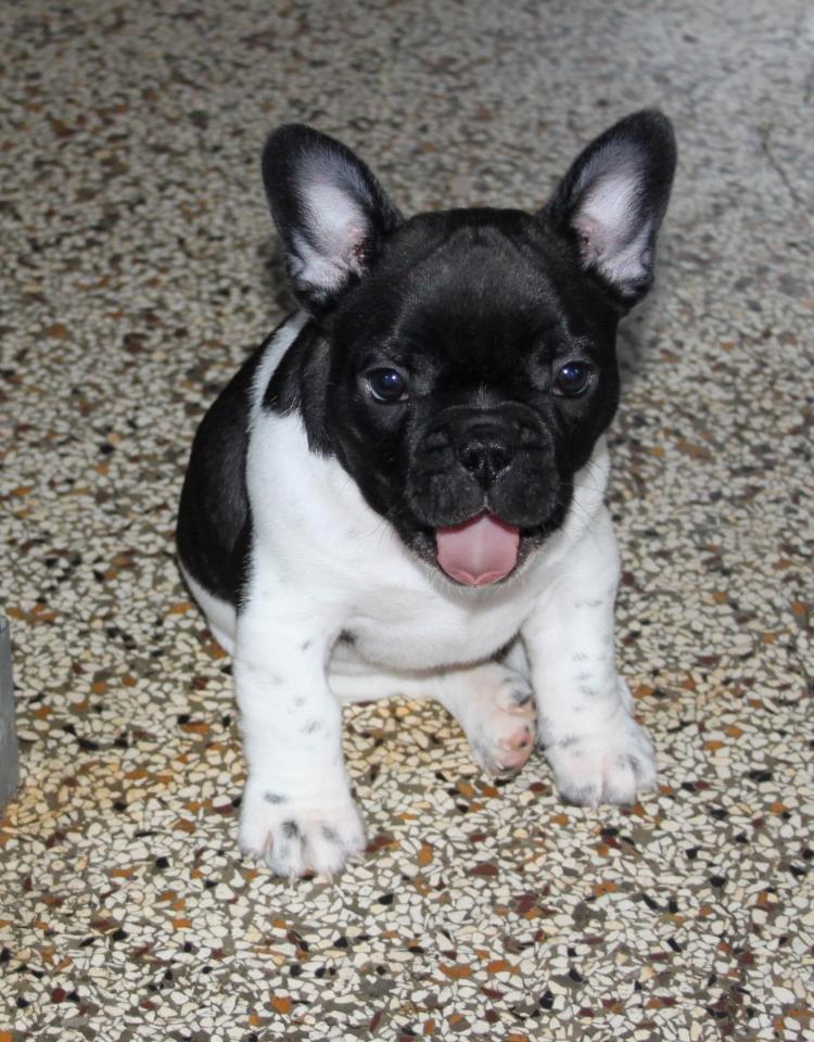 Fransk bulldog Vust Mellegård`s Florian ( Messi i dagligdagen ) billede 1