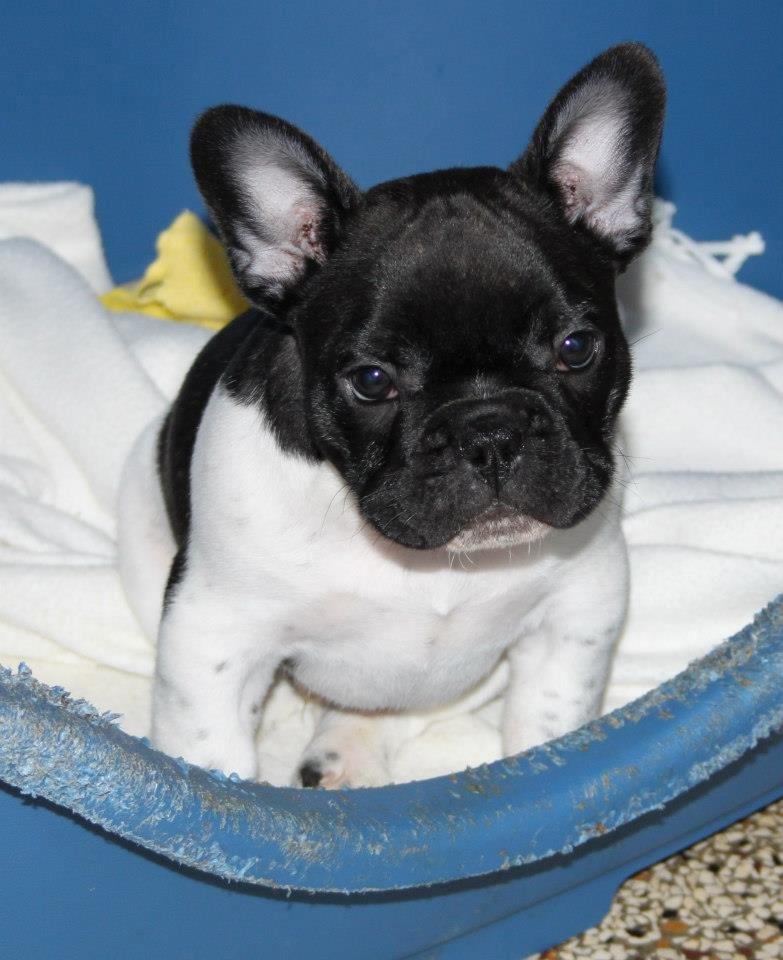 Fransk bulldog Vust Mellegård`s Florian ( Messi i dagligdagen ) billede 2