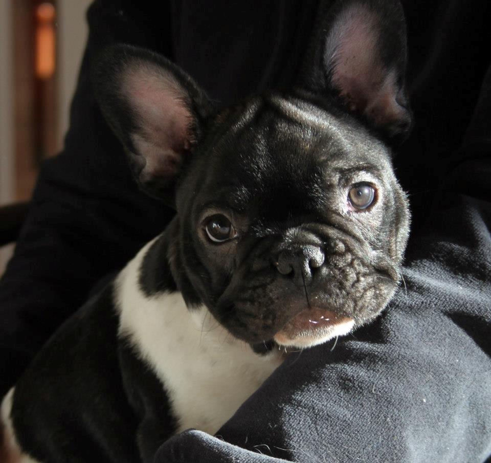 Fransk bulldog Vust Mellegård`s Florian ( Messi i dagligdagen ) billede 3