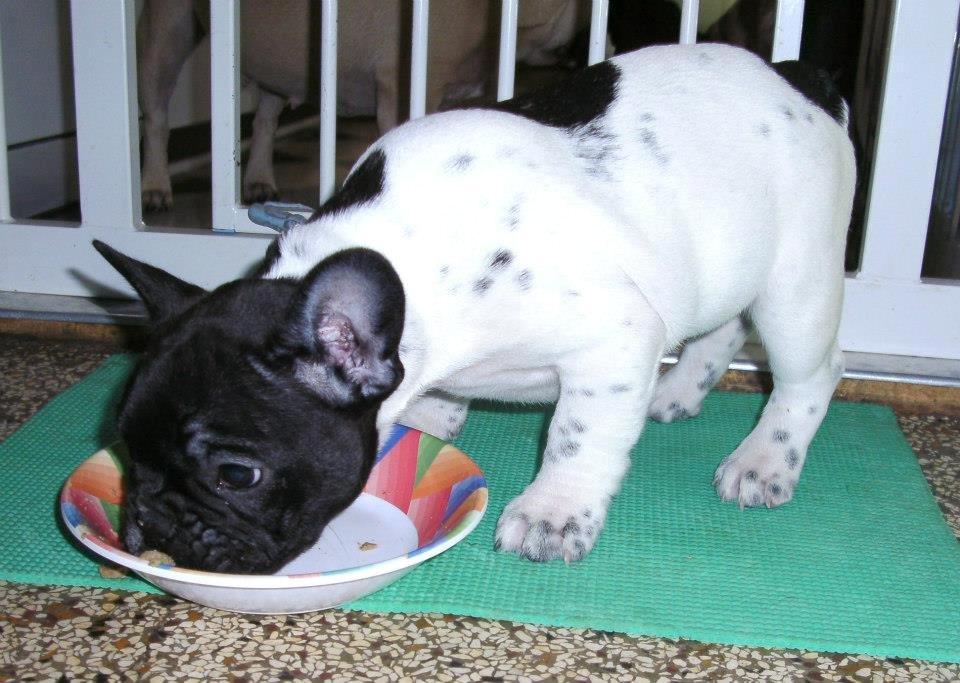 Fransk bulldog Vust Mellegård`s Florian ( Messi i dagligdagen ) billede 4