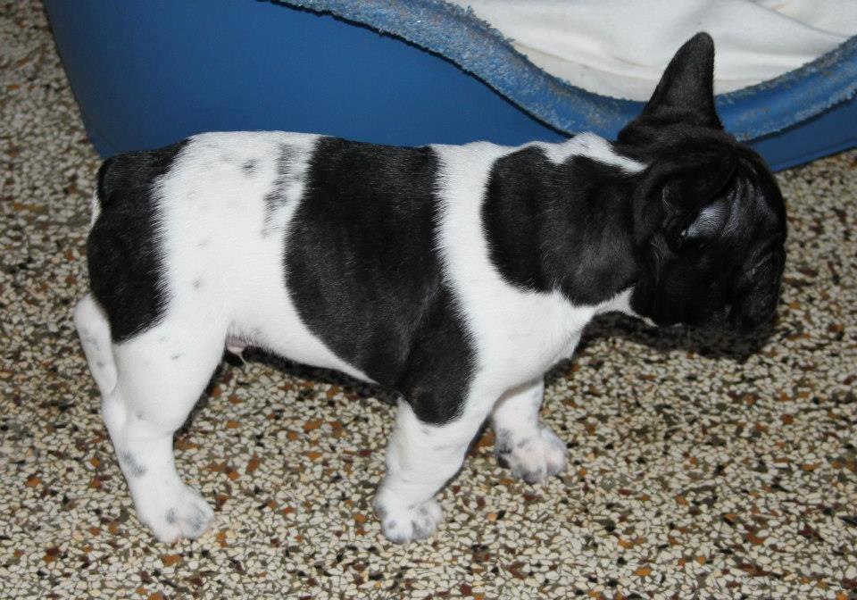 Fransk bulldog Vust Mellegård`s Florian ( Messi i dagligdagen ) billede 5