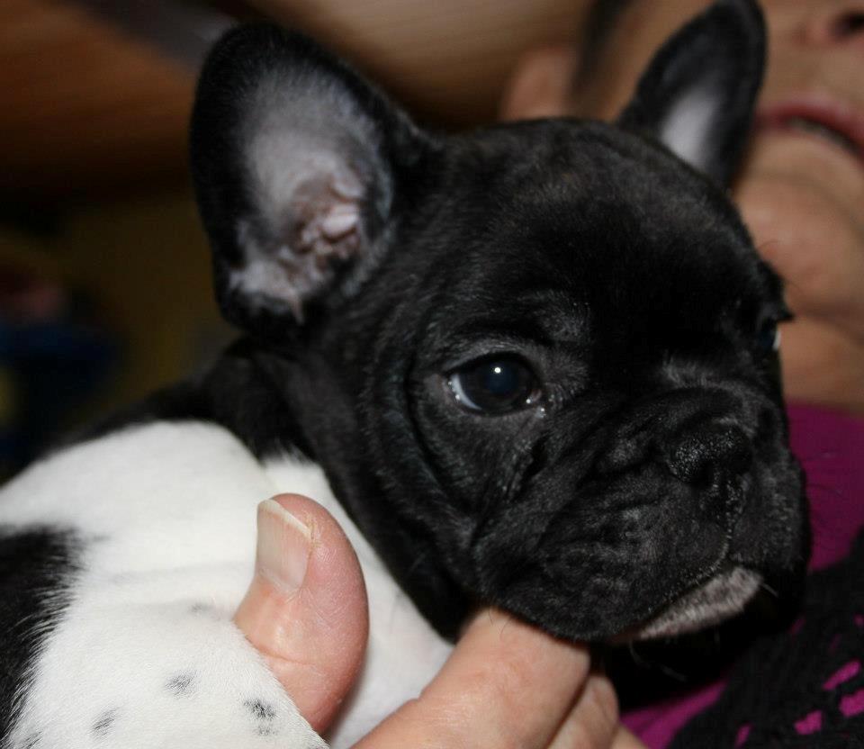 Fransk bulldog Vust Mellegård`s Florian ( Messi i dagligdagen ) billede 6