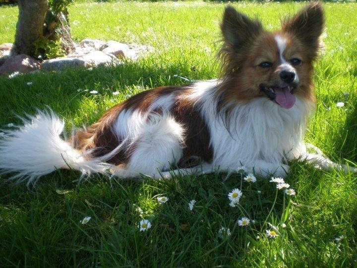 Papillon Aslan billede 2