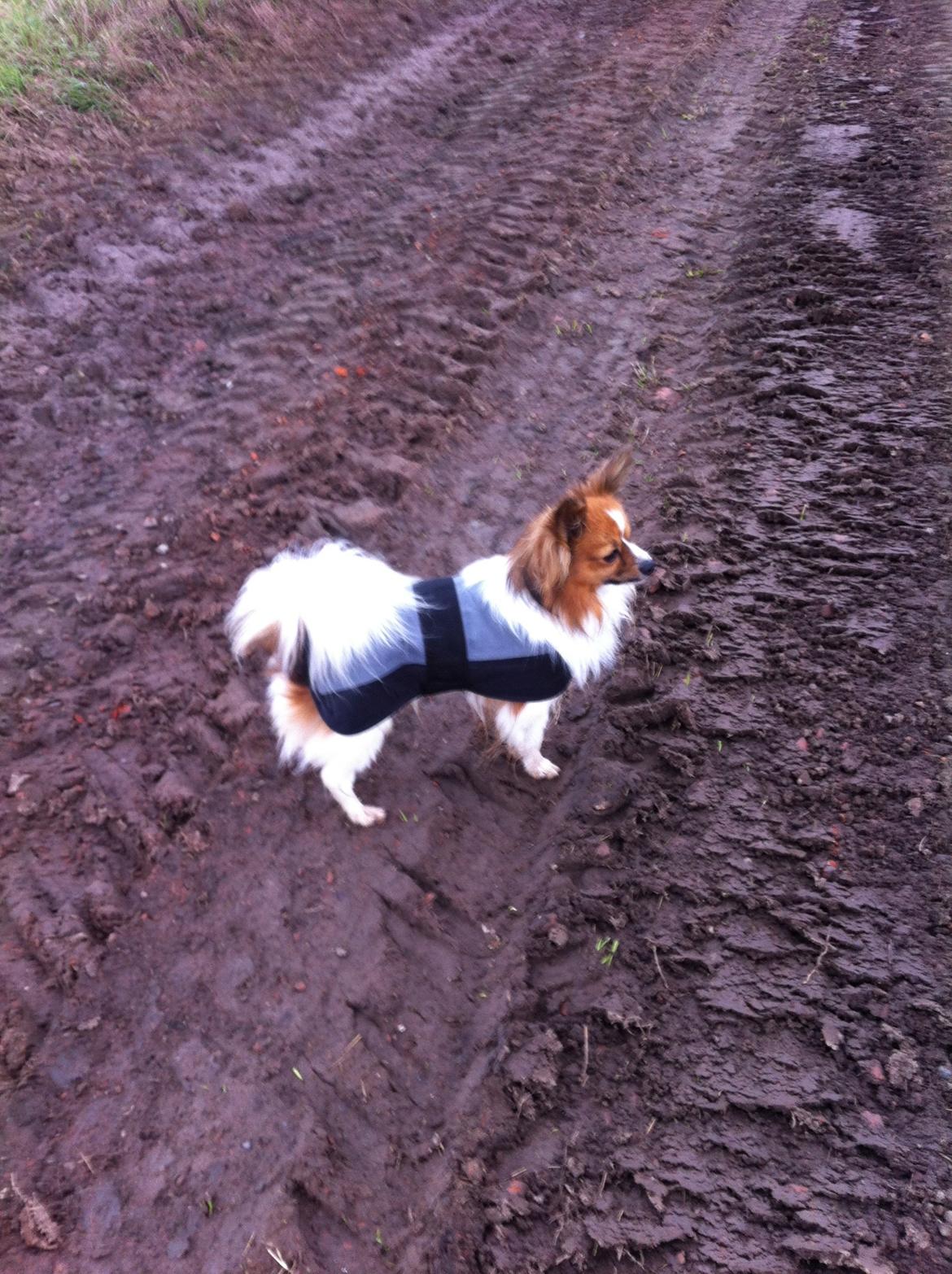 Papillon Aslan billede 14