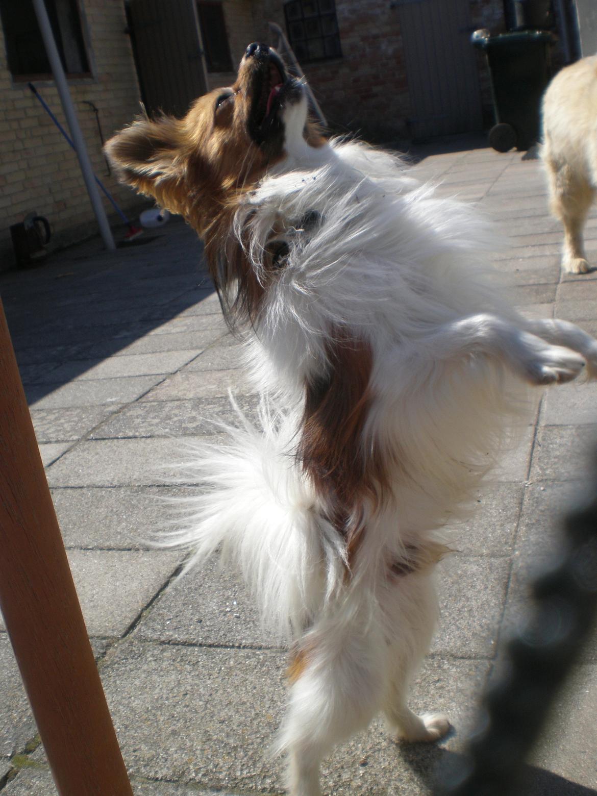 Papillon Aslan billede 10