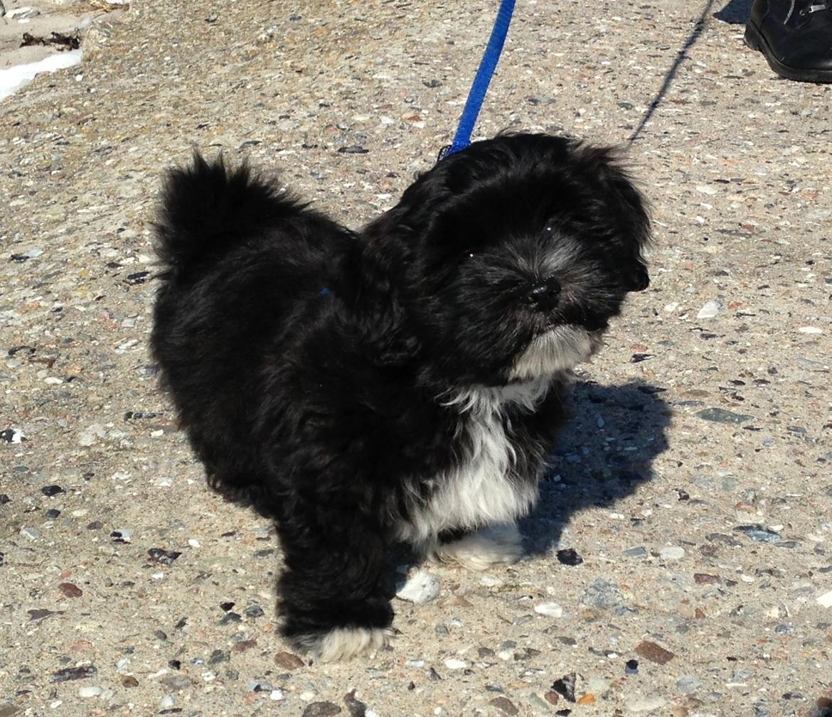 Bichon havanais Alpha billede 11