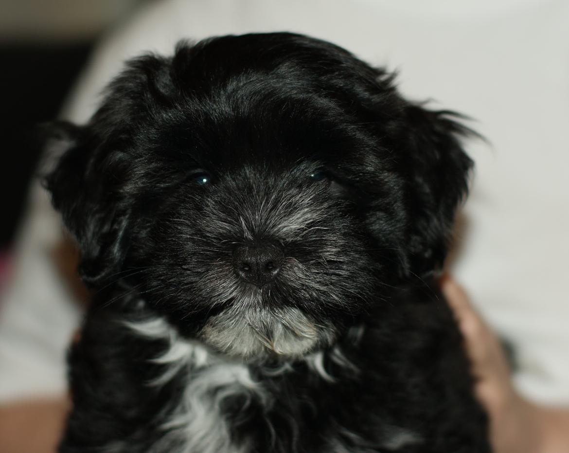 Bichon havanais Alpha - Hejsa mit navn er Alpha billede 1