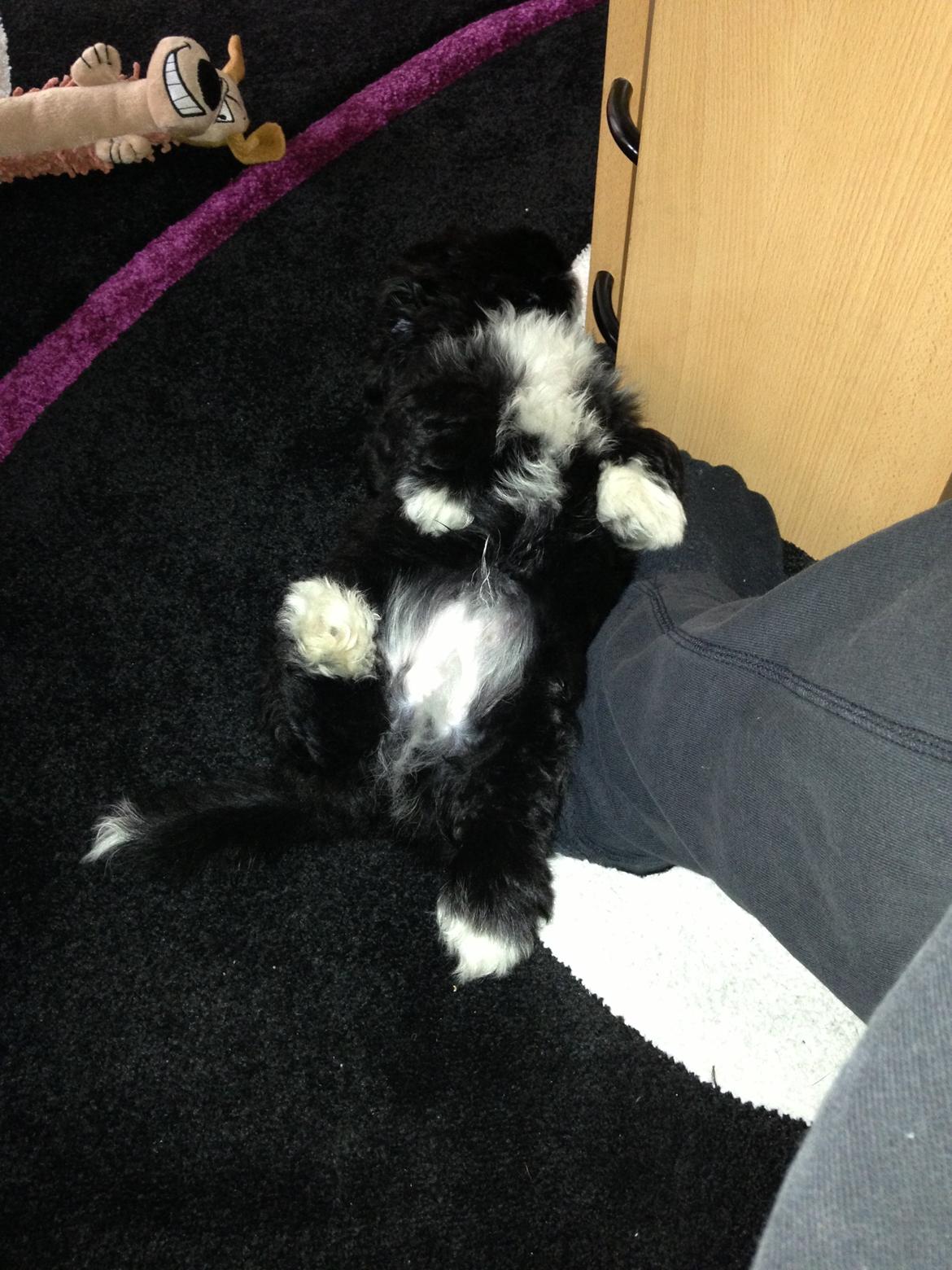 Bichon havanais Alpha - I dyb søvn billede 4