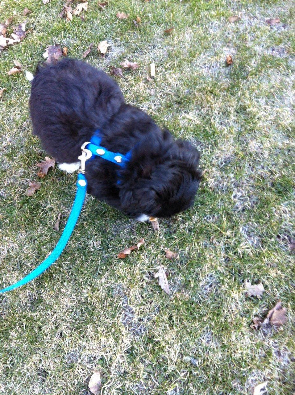 Bichon havanais Alpha billede 5