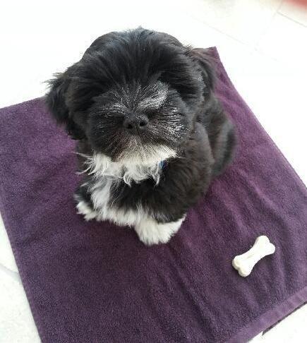 Bichon havanais Alpha billede 6