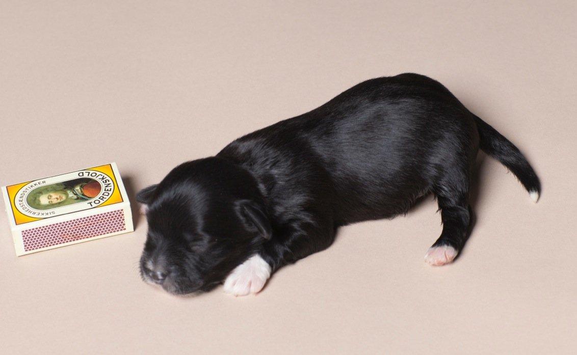 Bichon havanais Alpha - Knap så gammel. FOTO af Pernille Kaalund billede 2