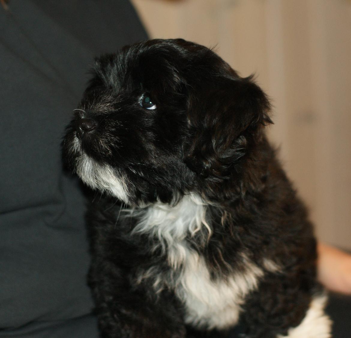 Bichon havanais Alpha billede 7