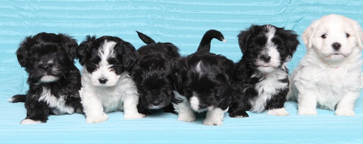 Bichon havanais Alpha - mig og mine søskende.. mig til venstre. FOTO af Pernille Kaalund billede 3