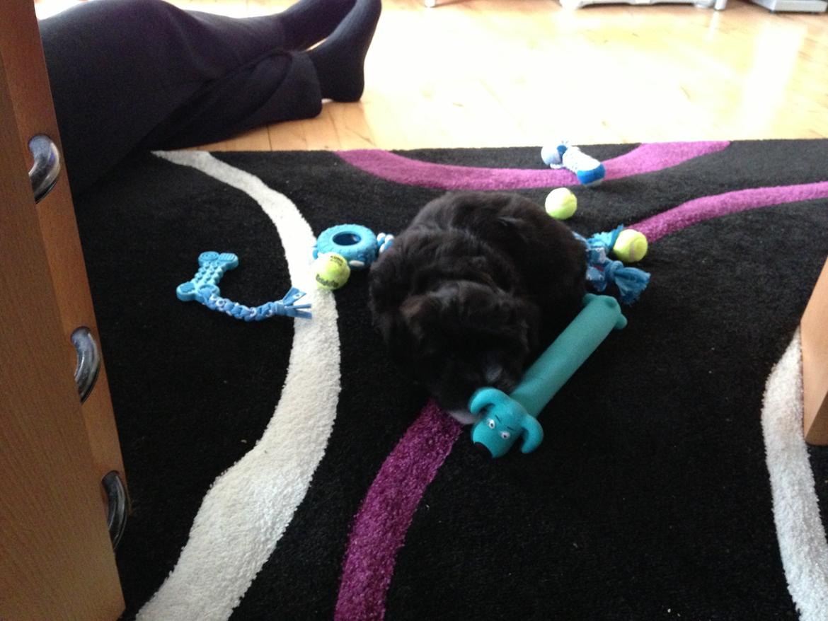 Bichon havanais Alpha - forkælet med nyt legetøj. billede 8