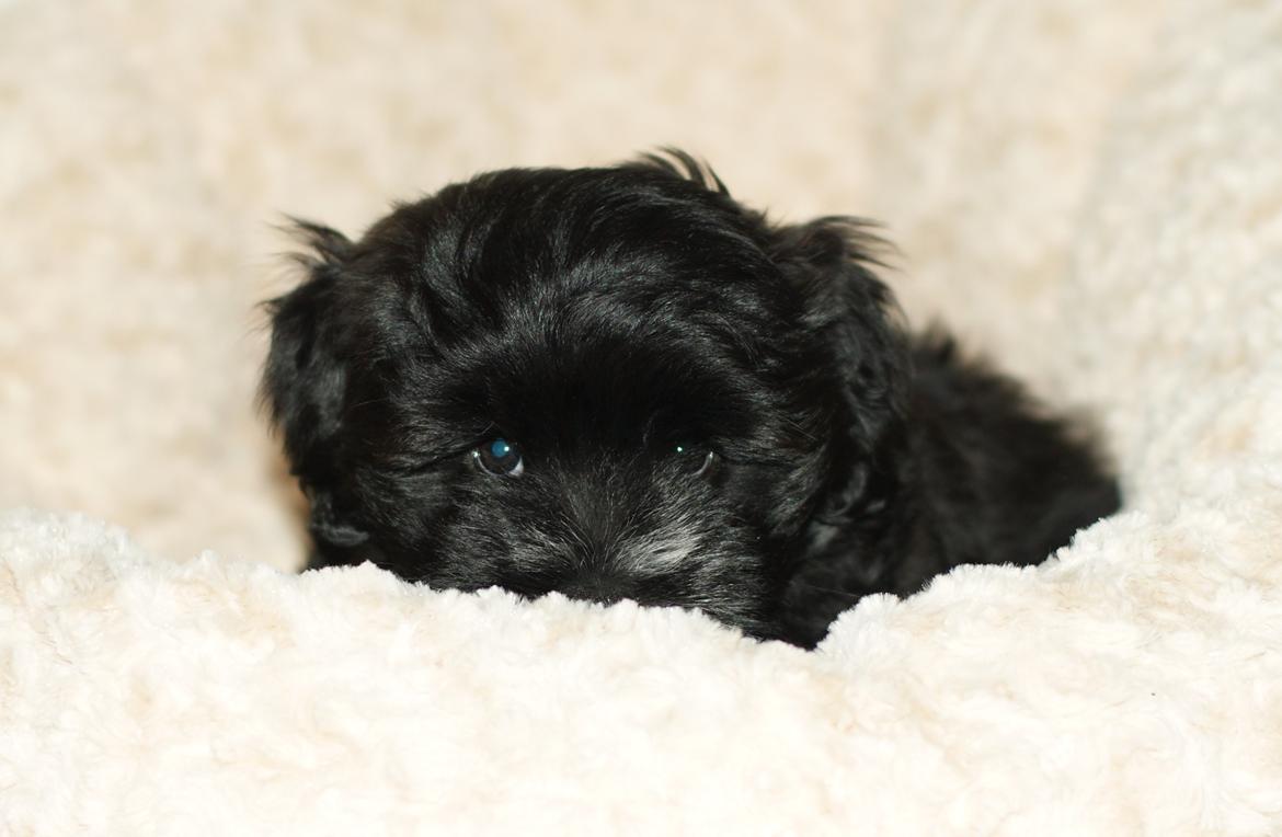 Bichon havanais Alpha - tittebøhhh billede 9