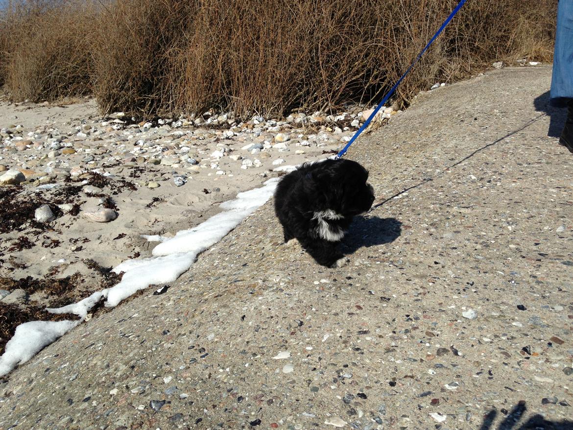 Bichon havanais Alpha - tur på stranden billede 10