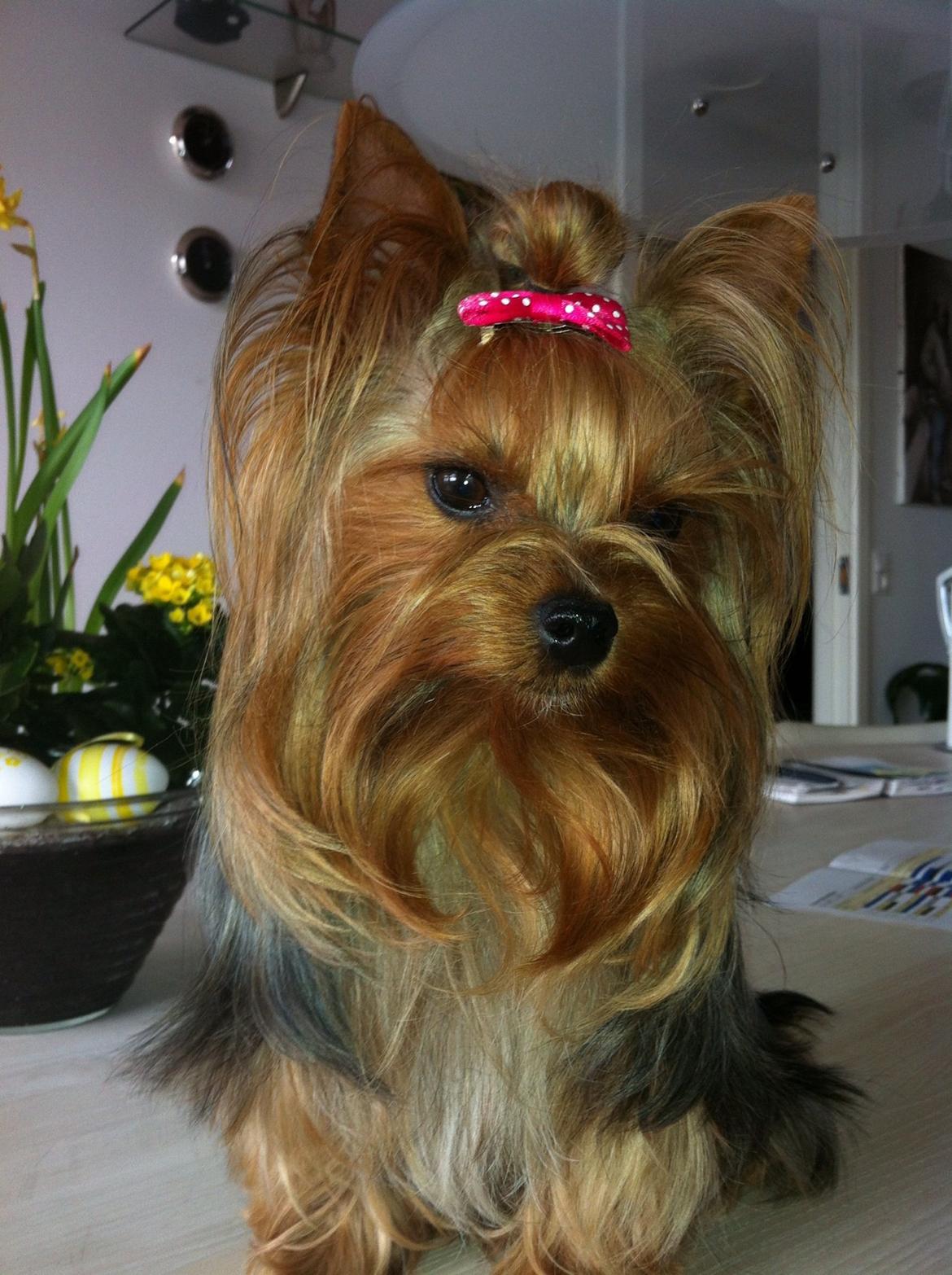 Yorkshire terrier Candy billede 17