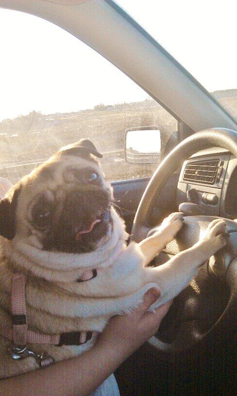 Mops Carla billede 1