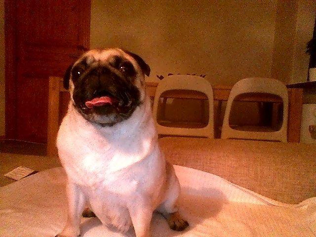 Mops Carla billede 2