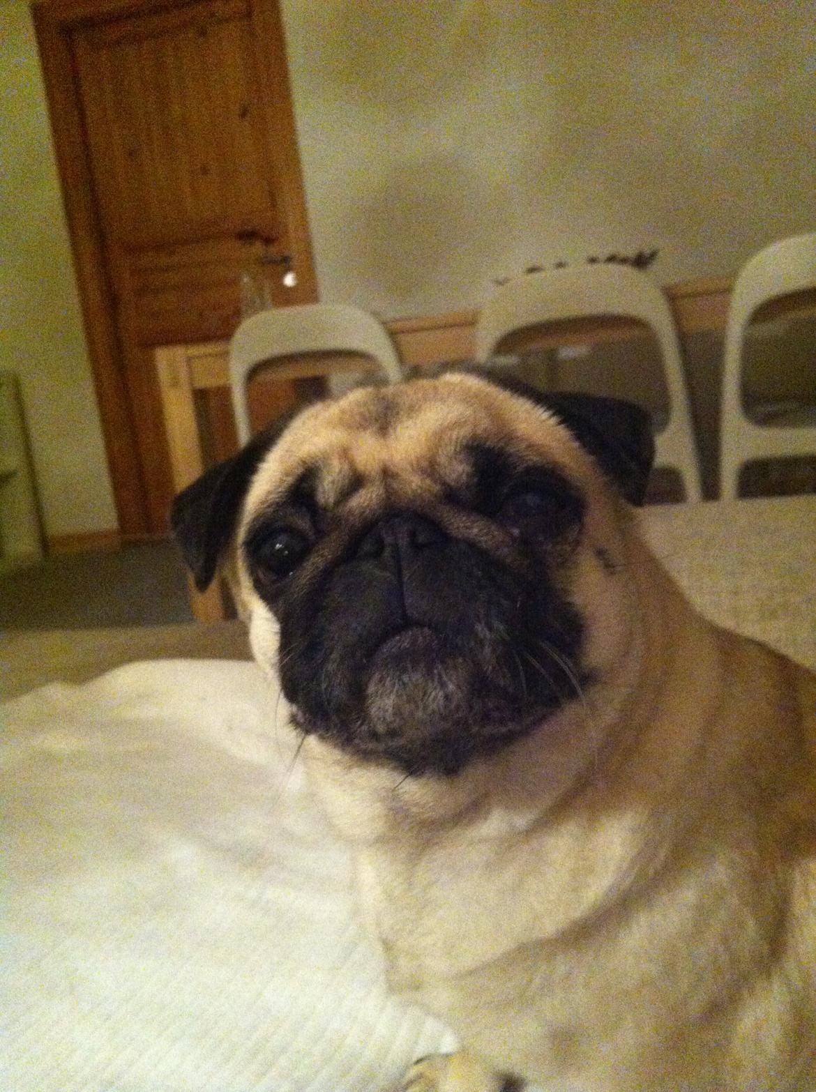 Mops Carla billede 3