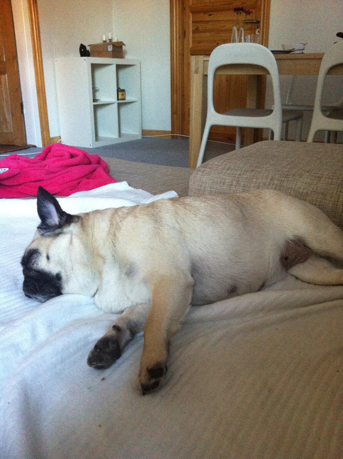 Mops Carla billede 4