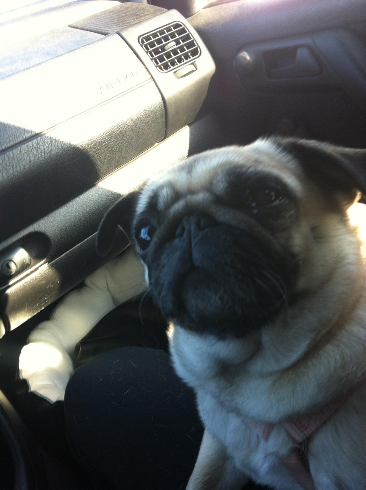 Mops Carla billede 5