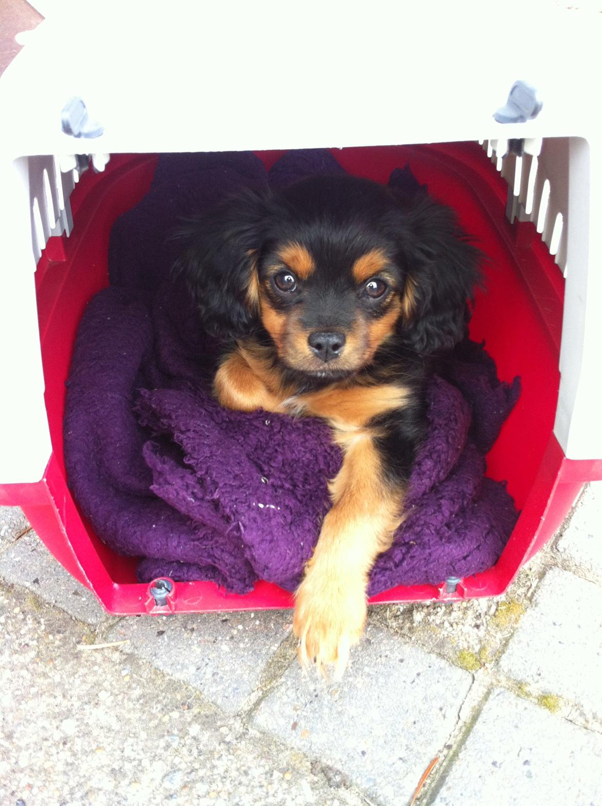 Blanding af racer Stella - Prinsessen elsker sin kasse :-) billede 11