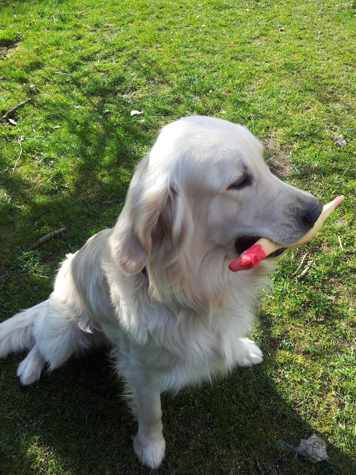 Golden retriever Charlie - Carlie med sin pive kylling :D
 billede 6