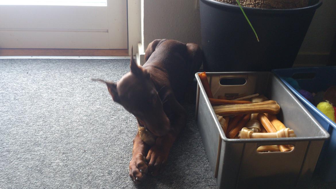 Dobermann Casa di fera Beatrisse billede 6