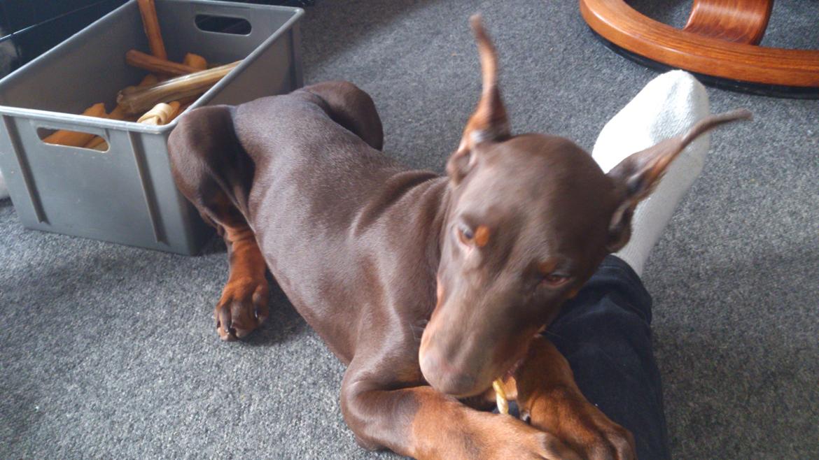 Dobermann Casa di fera Beatrisse billede 2