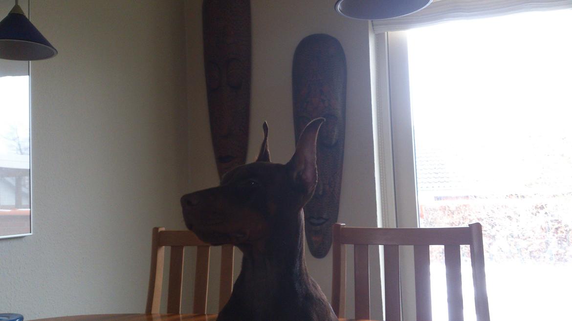 Dobermann Casa di fera Beatrisse billede 3