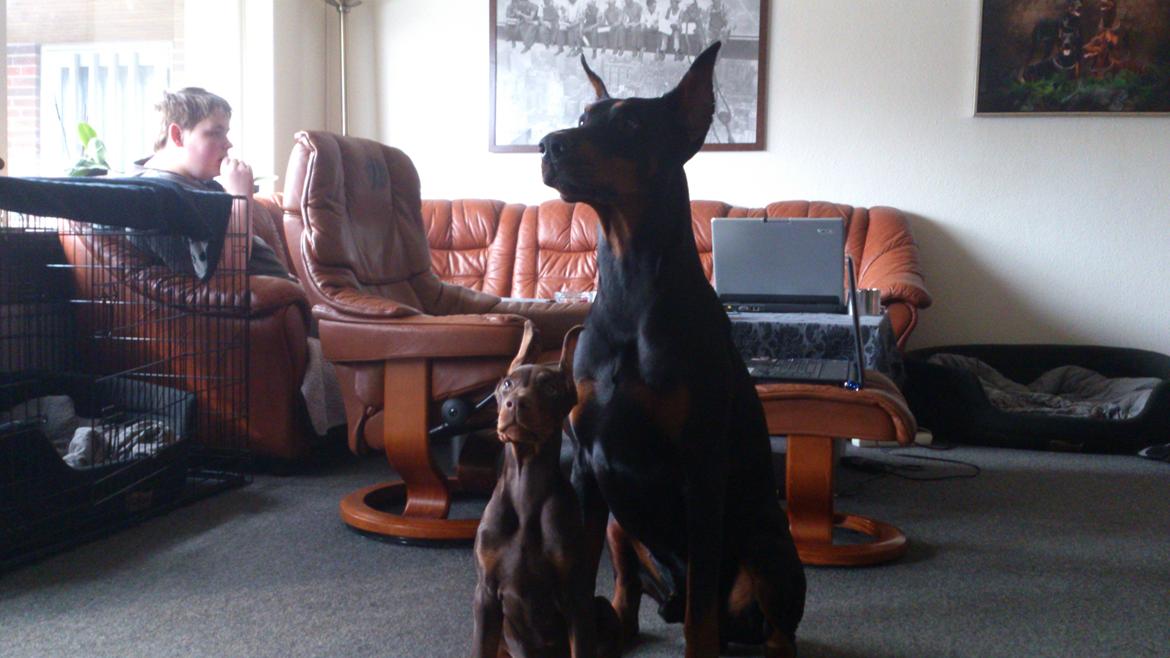 Dobermann Casa di fera Beatrisse billede 8