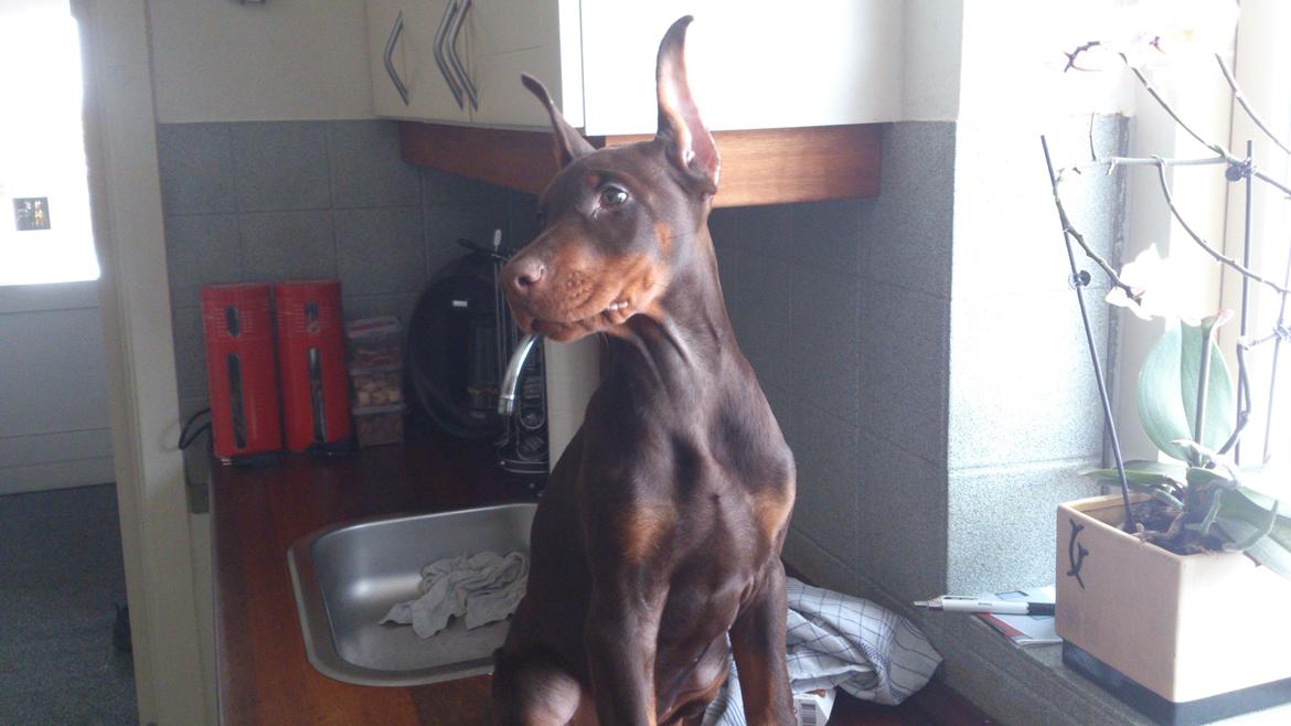 Dobermann Casa di fera Beatrisse billede 12